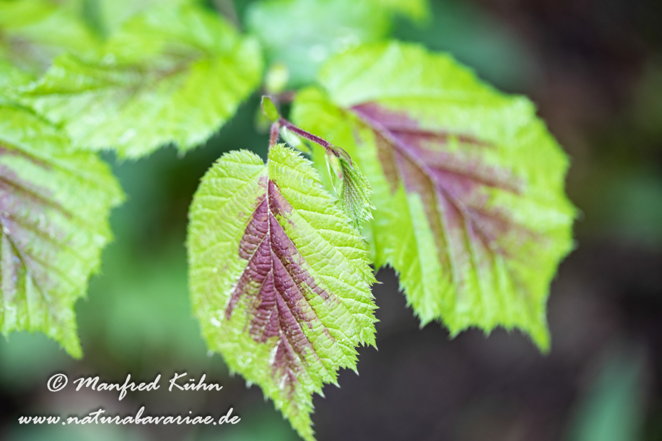 Hasel (Blatt)_0027