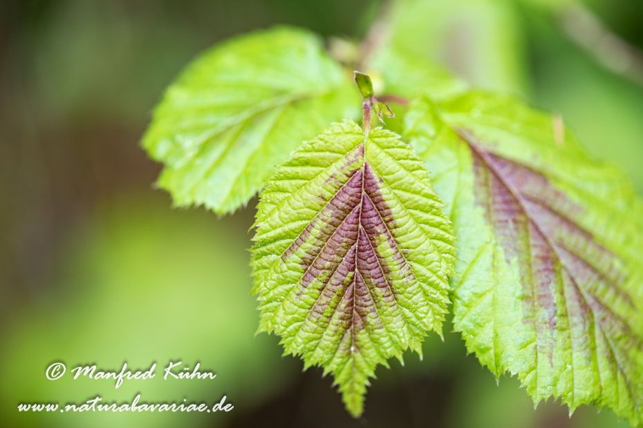Hasel (Blatt)_0028