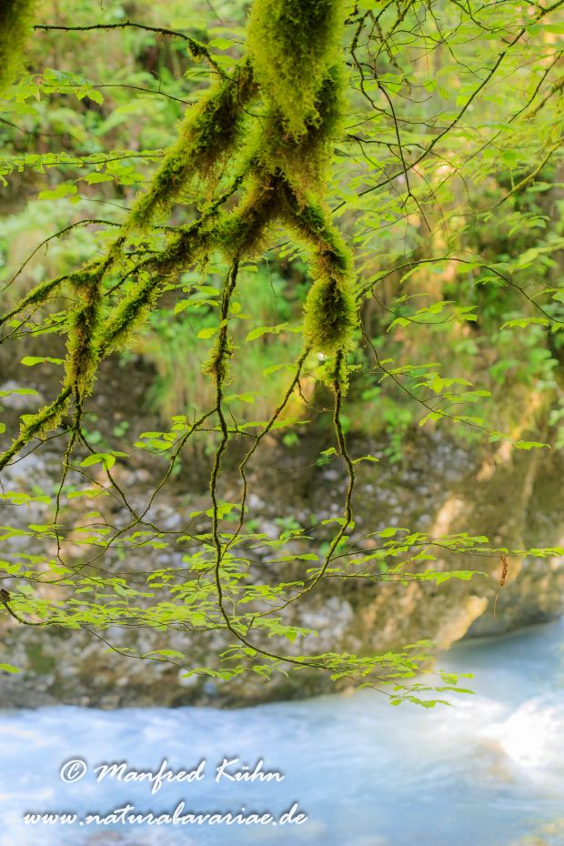 Bürser Schlucht (Österreich)_0006