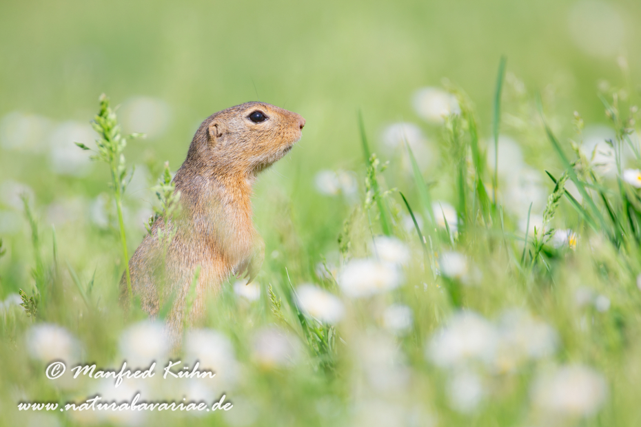 Ziesel ()_0002