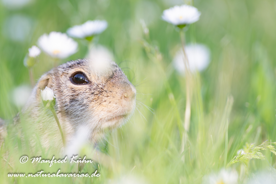 Ziesel ()_0007