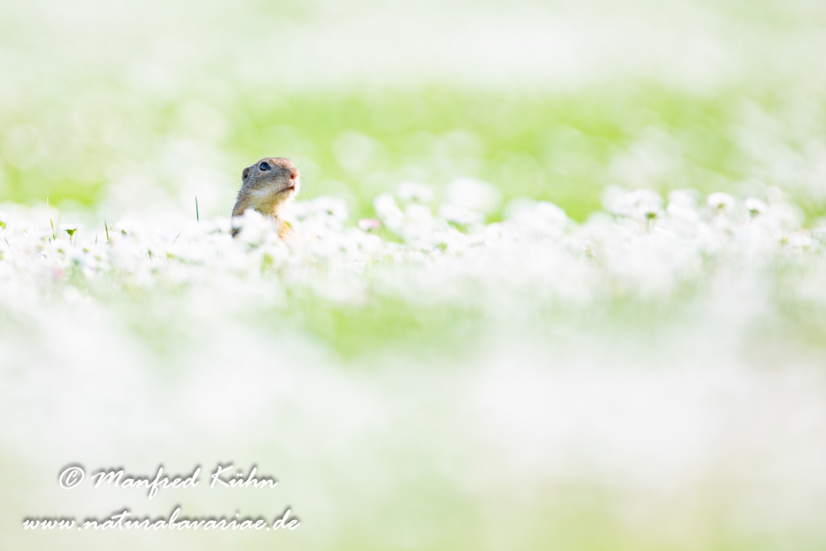 Ziesel ()_0009