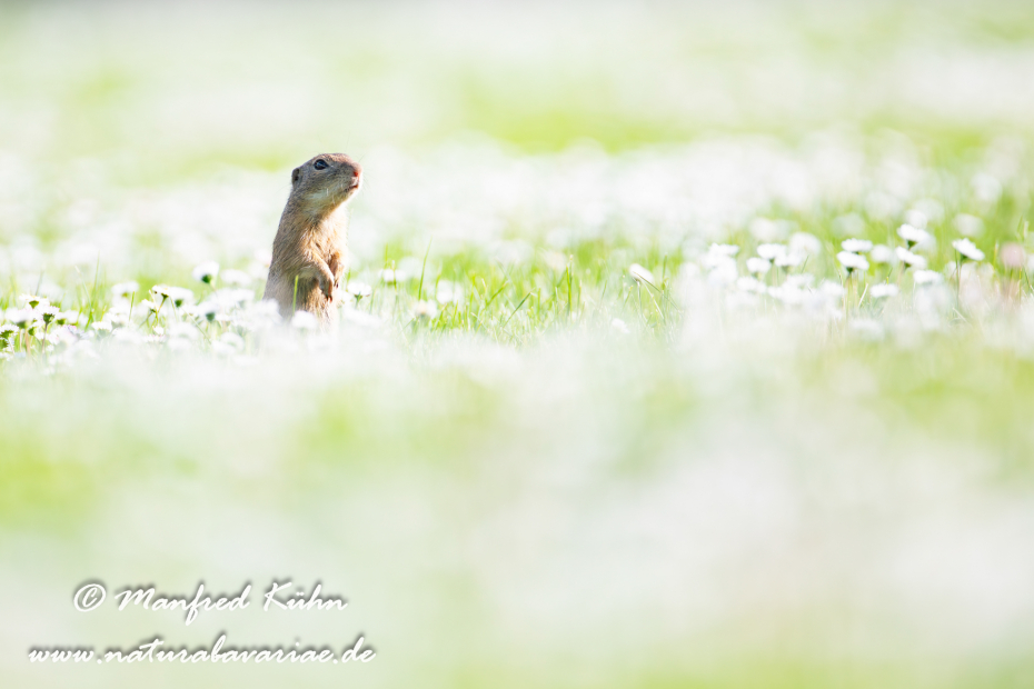 Ziesel ()_0021