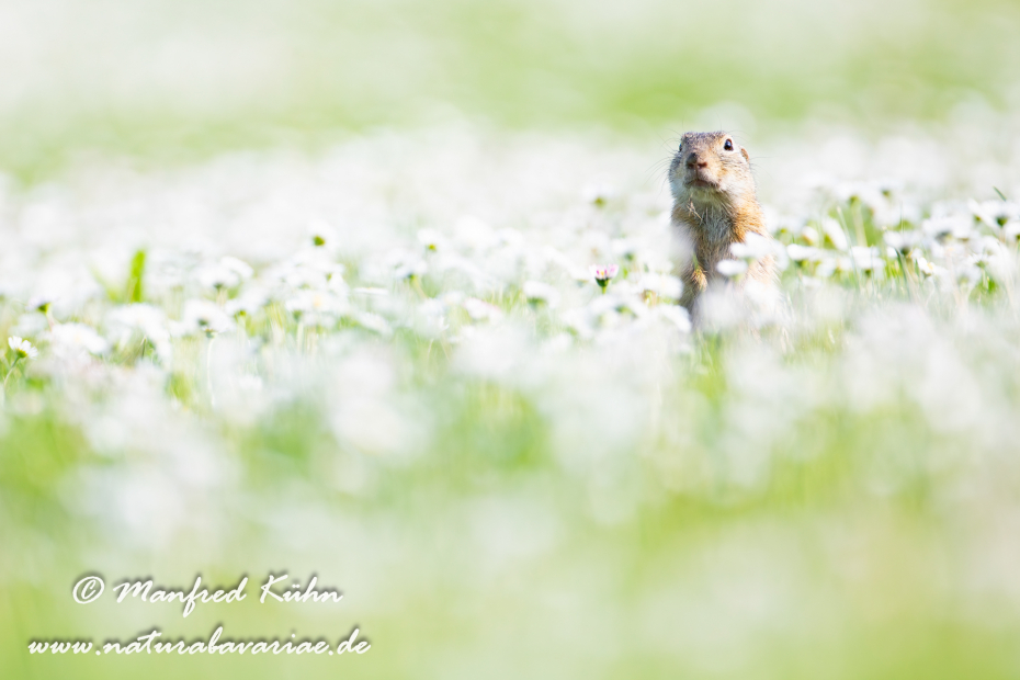 Ziesel ()_0034