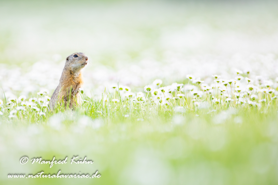 Ziesel ()_0037