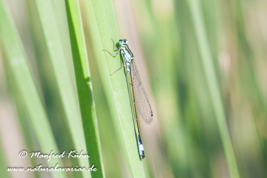 Pechlibelle (Große)_0004