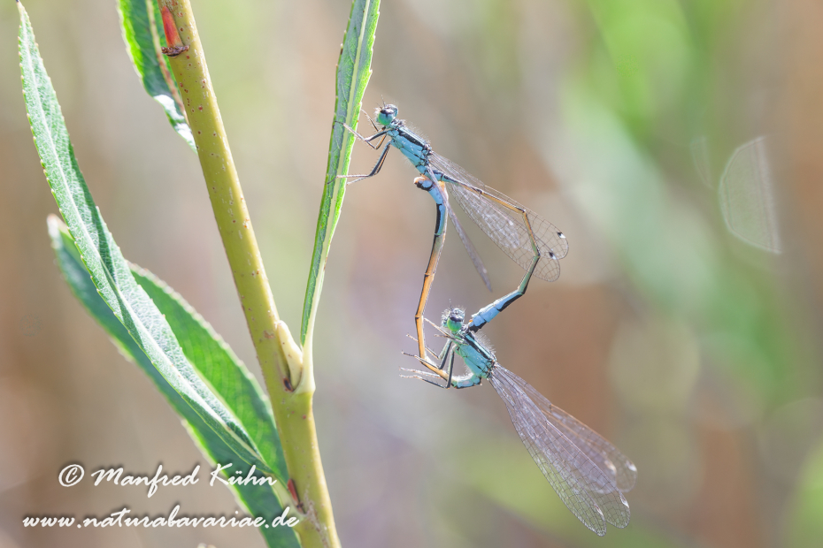 Pechlibelle (Große)_0022