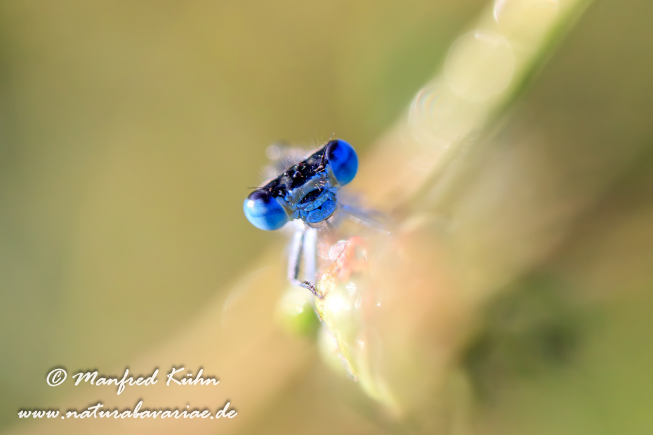 Pechlibelle (Große)_0028