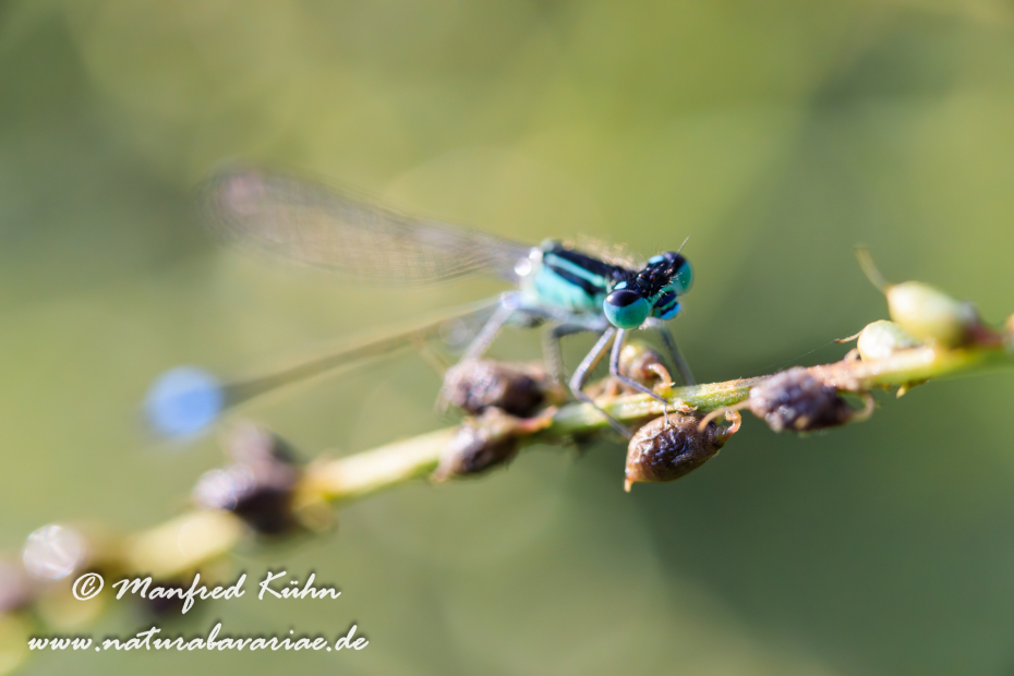 Pechlibelle (Große)_0032