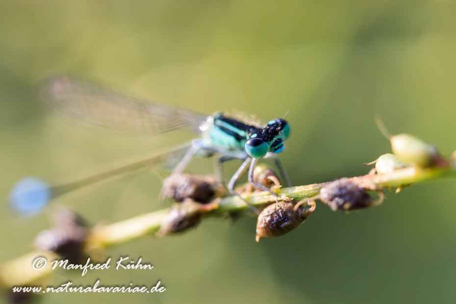 Pechlibelle (Große)_0033