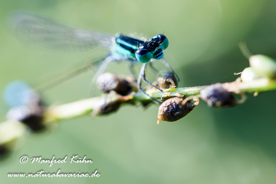 Pechlibelle (Große)_0036
