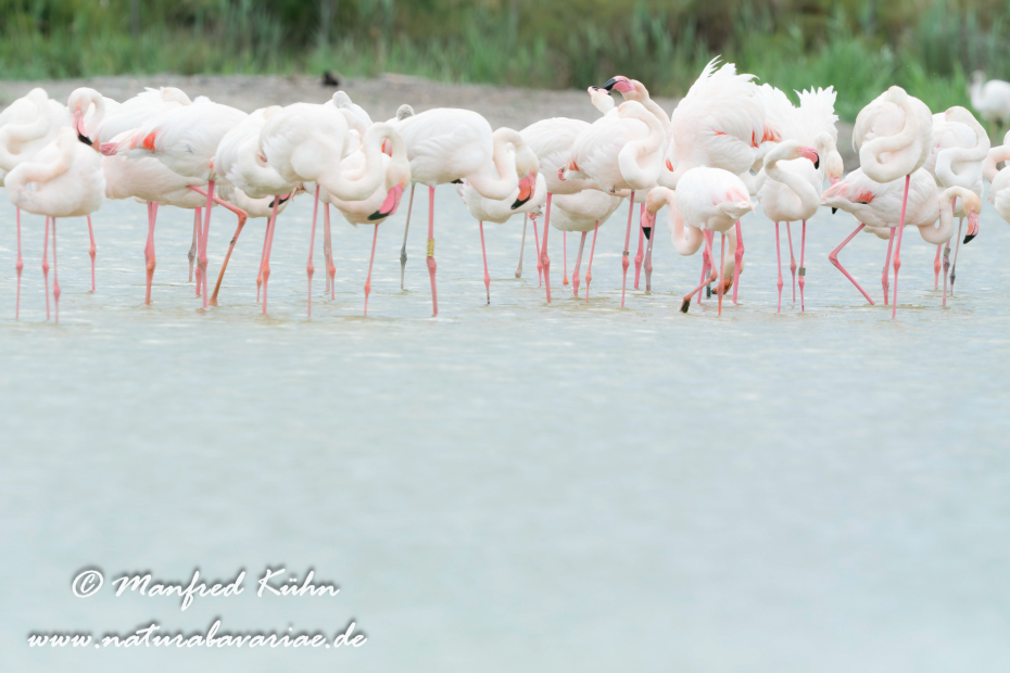 Flamingo (rosa)_0275