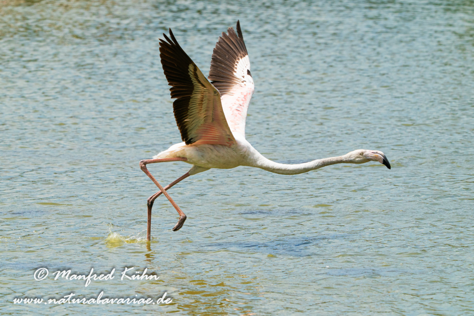 Flamingo (rosa)_0286