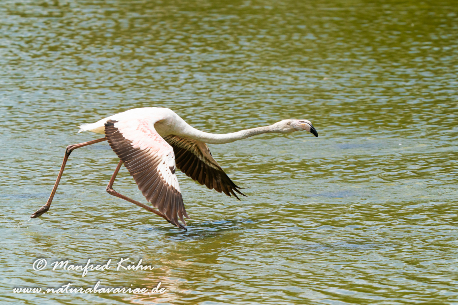 Flamingo (rosa)_0290