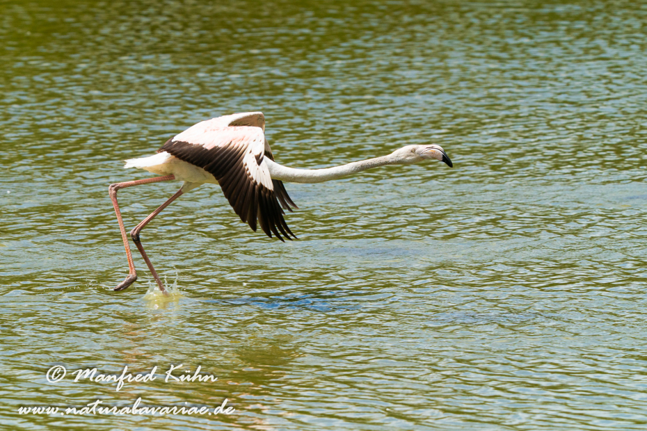 Flamingo (rosa)_0292