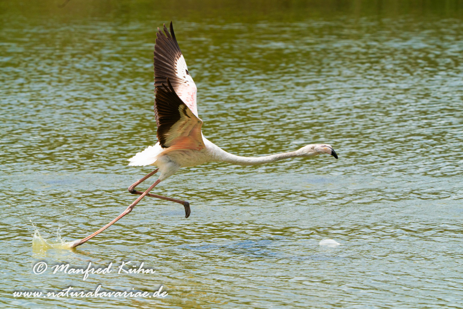 Flamingo (rosa)_0293