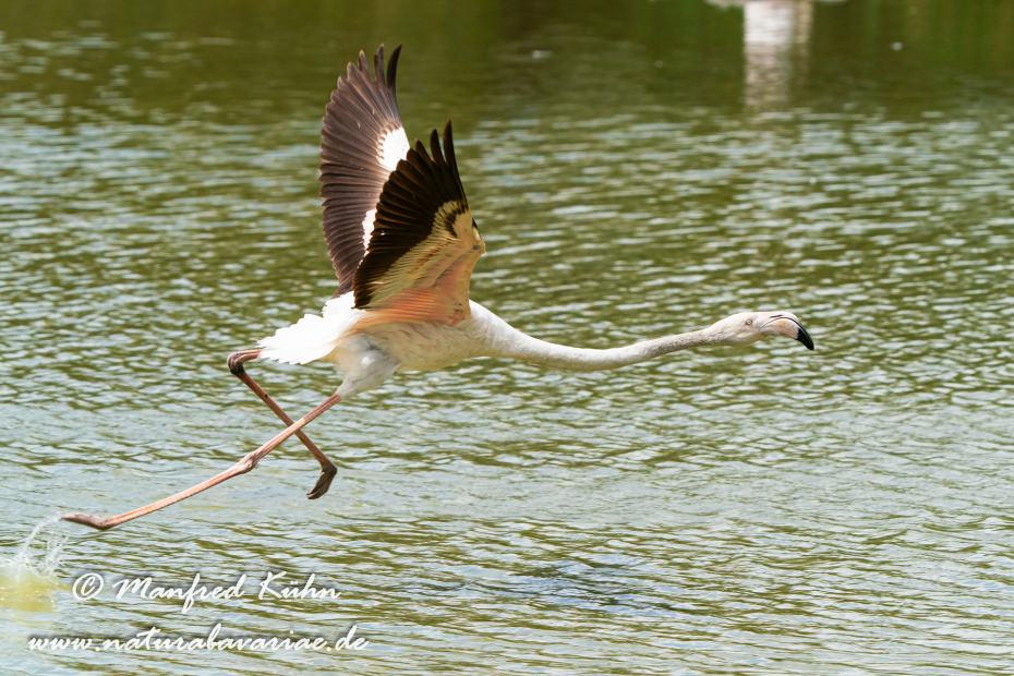 Flamingo (rosa)_0296