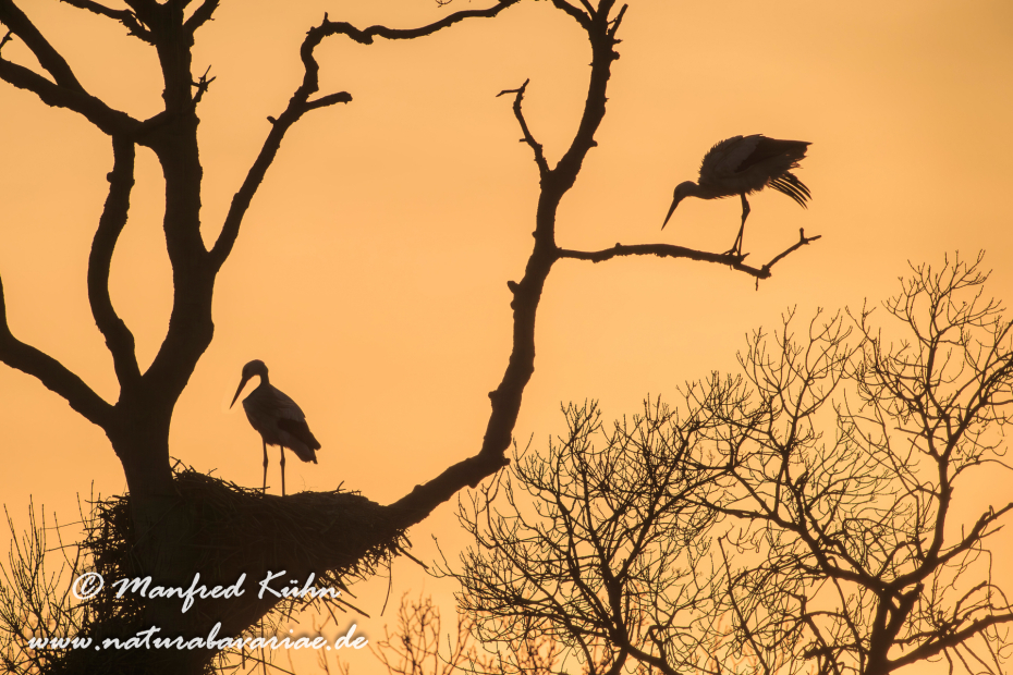 Weissstorch ()_0066