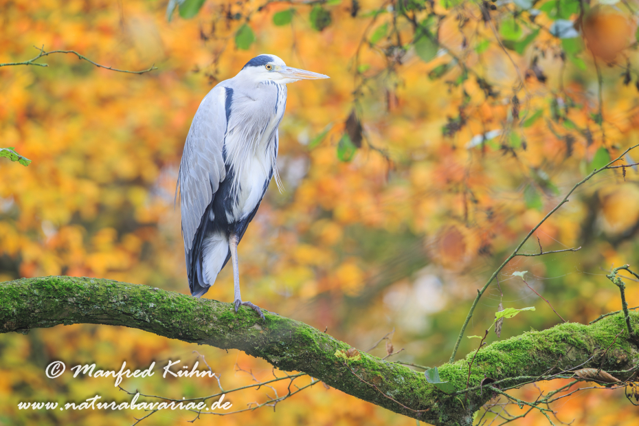 Graureiher ()_0041