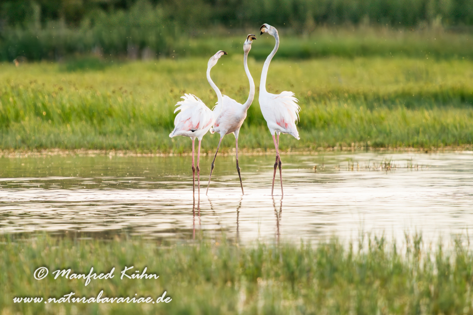 Flamingo (rosa)_0254