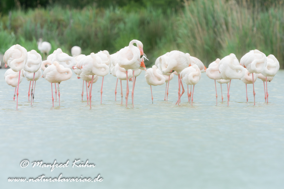 Flamingo (rosa)_0274