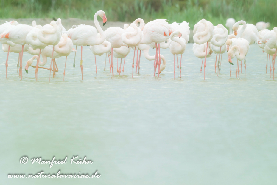 Flamingo (rosa)_0276