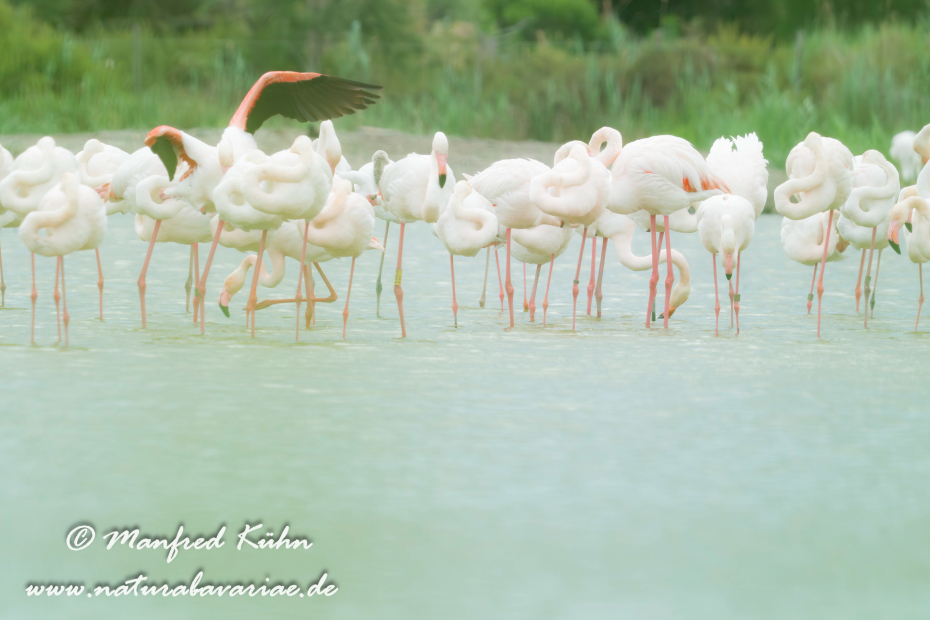Flamingo (rosa)_0277