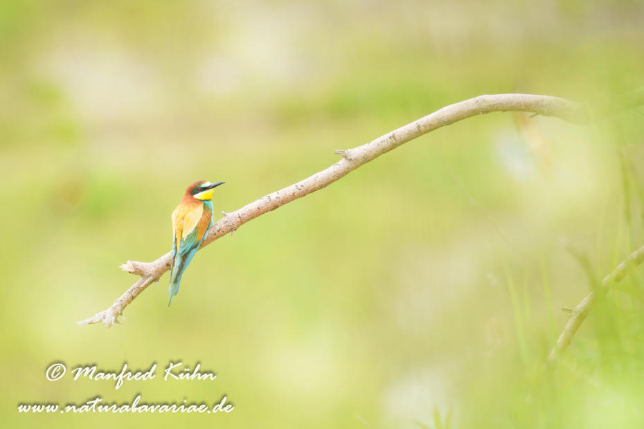 Bienenfresser ()_0046