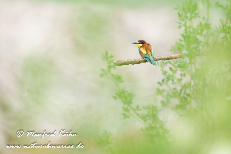 Bienenfresser ()_0068