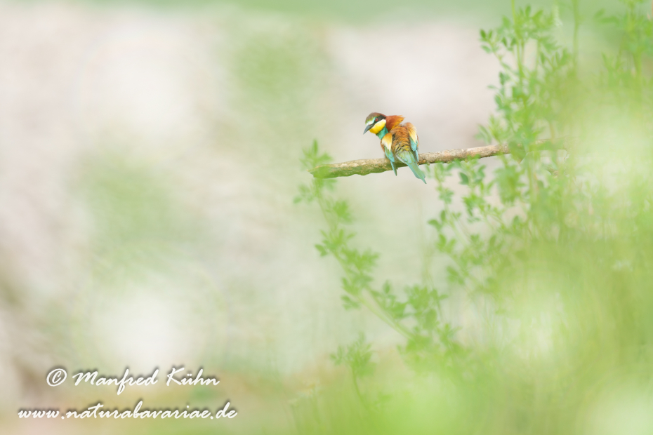 Bienenfresser ()_0070
