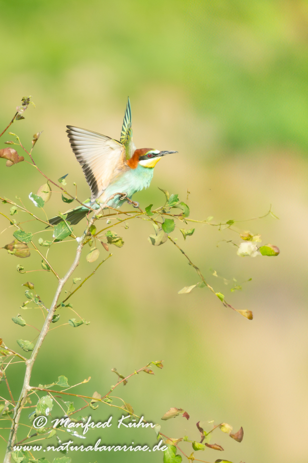 Bienenfresser ()_0086