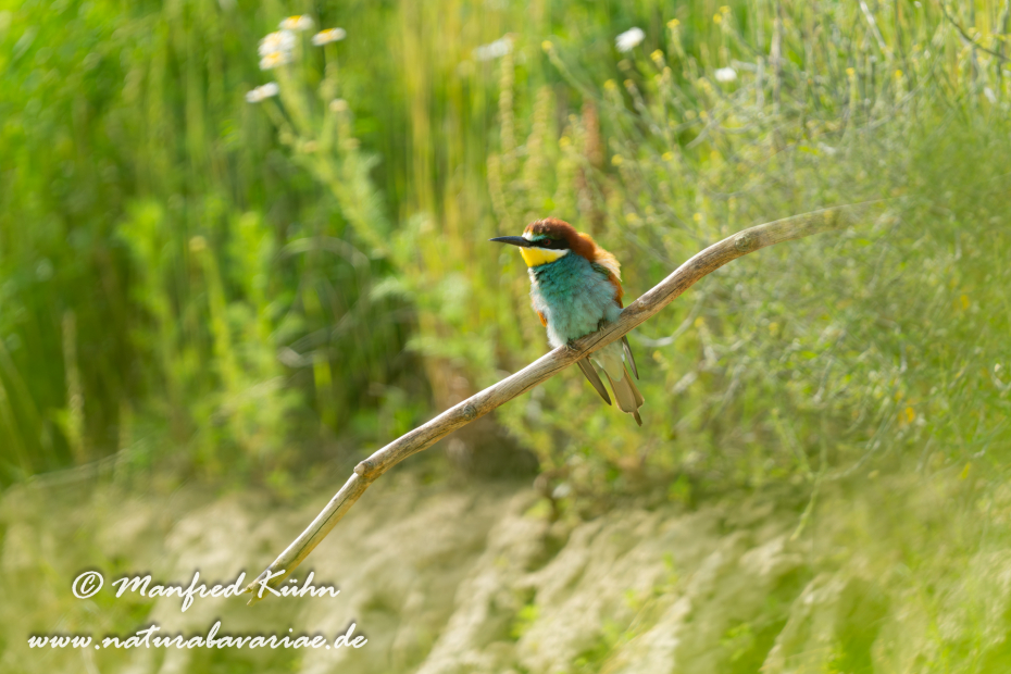 Bienenfresser ()_0121