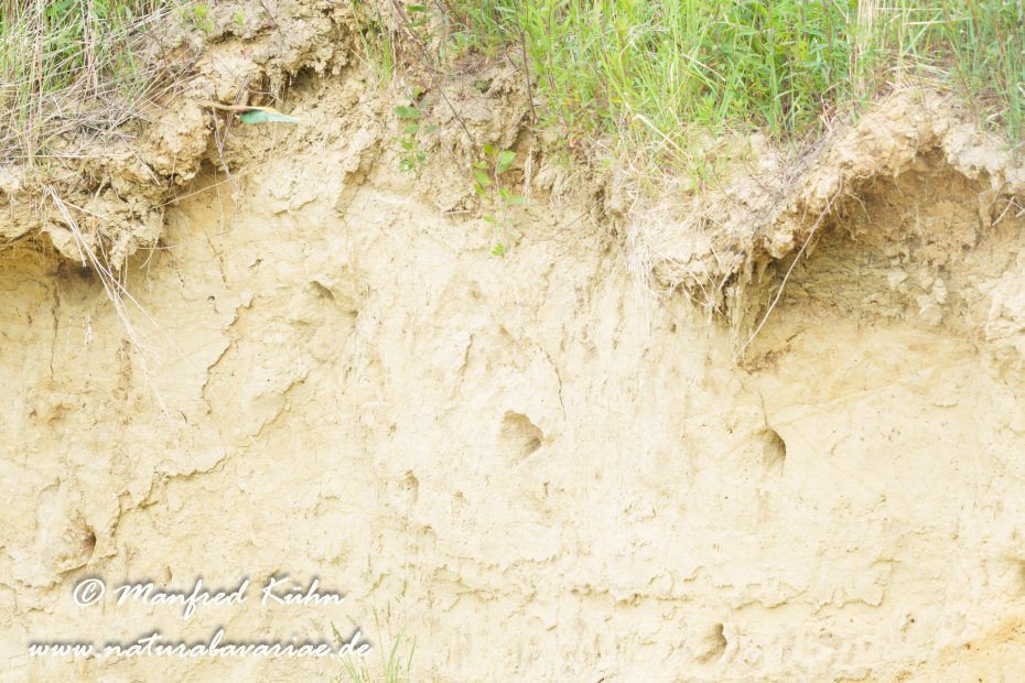 Bienenfresser ()_0131