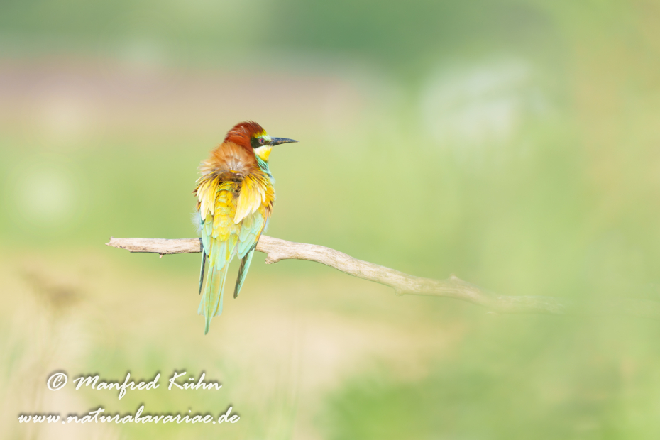 Bienenfresser ()_0134