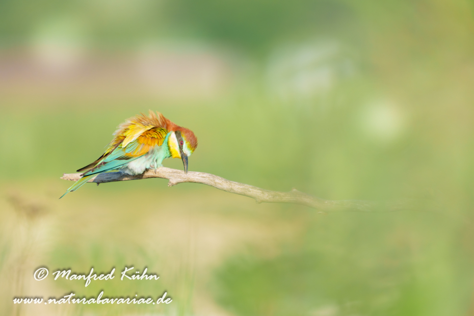 Bienenfresser ()_0144