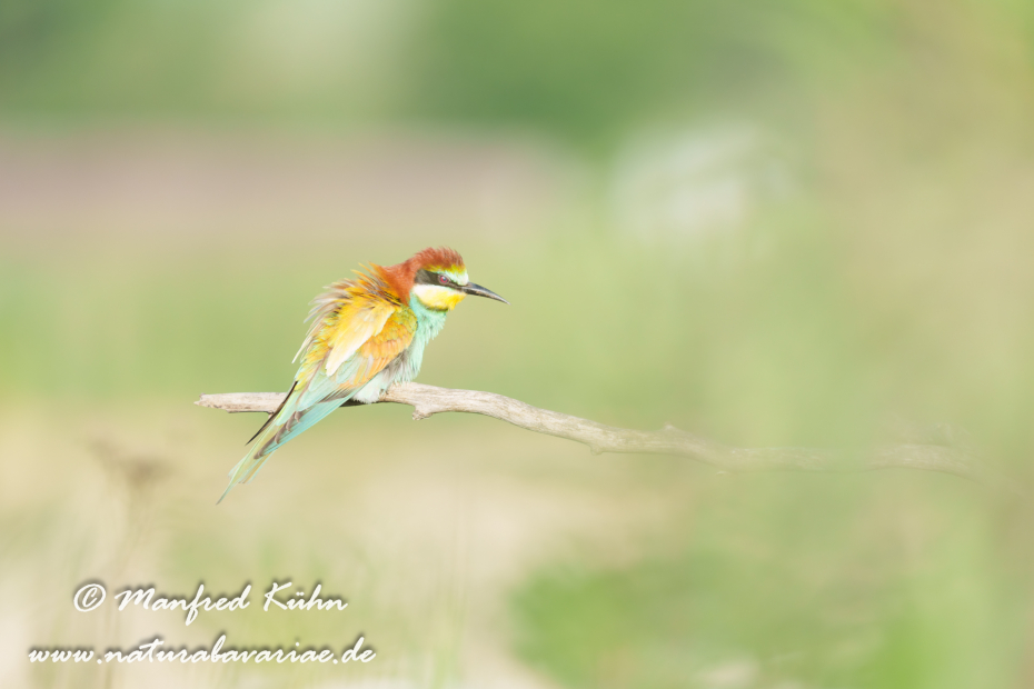 Bienenfresser ()_0150