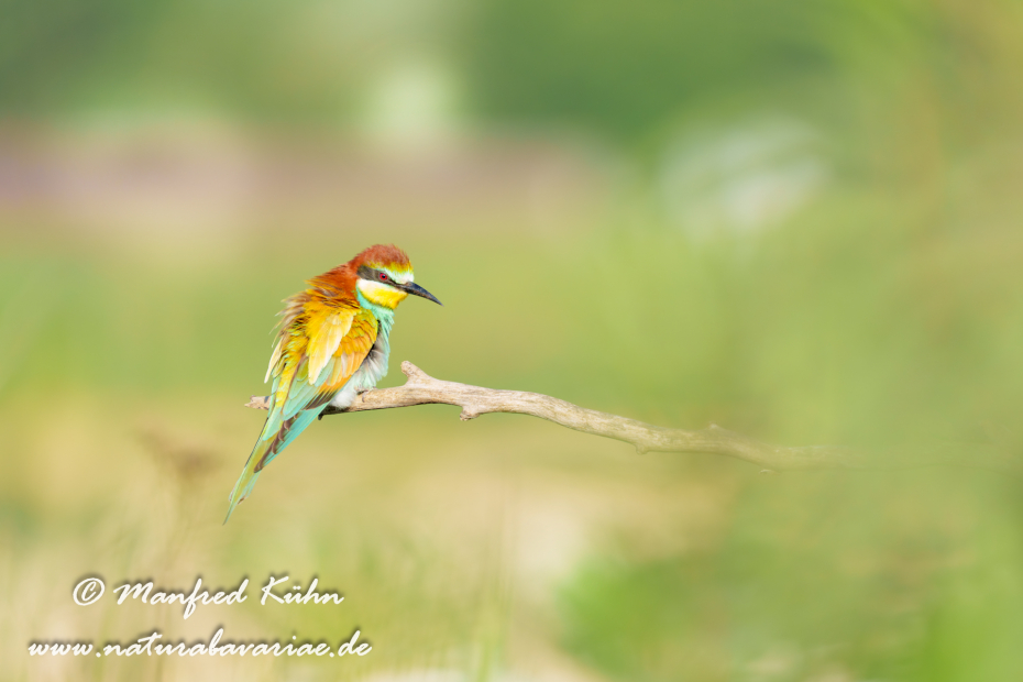 Bienenfresser ()_0163