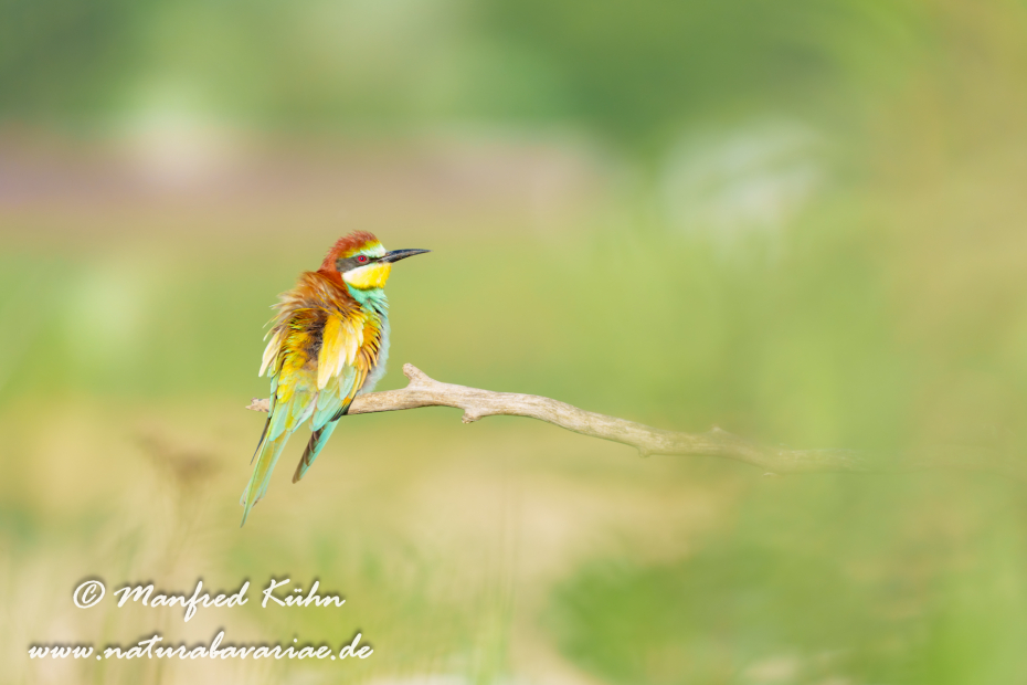 Bienenfresser ()_0165