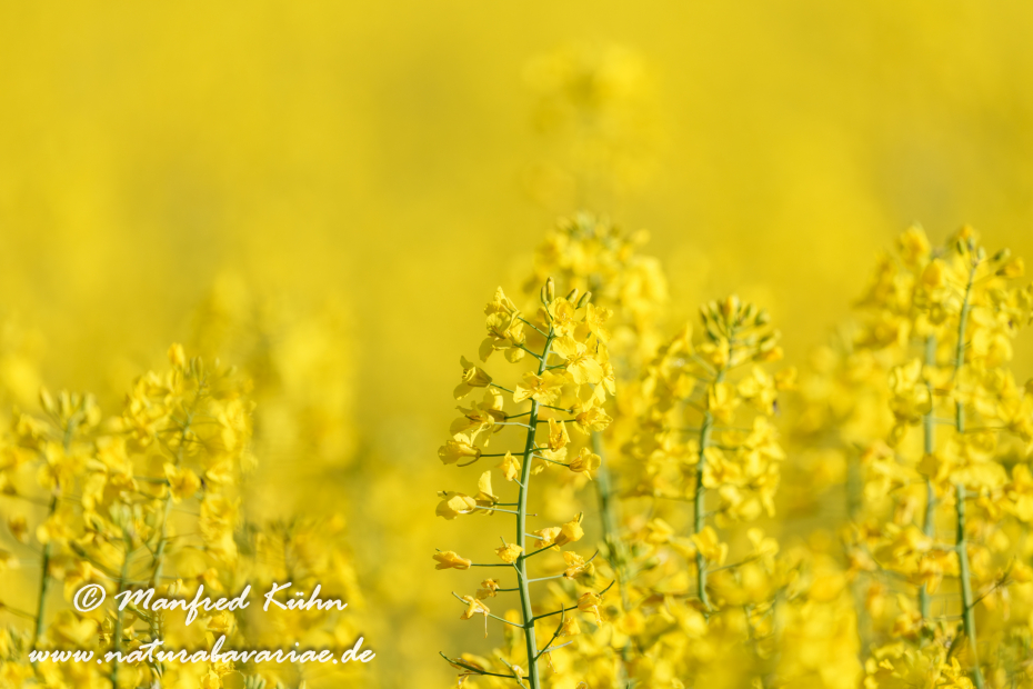Raps ()_0052