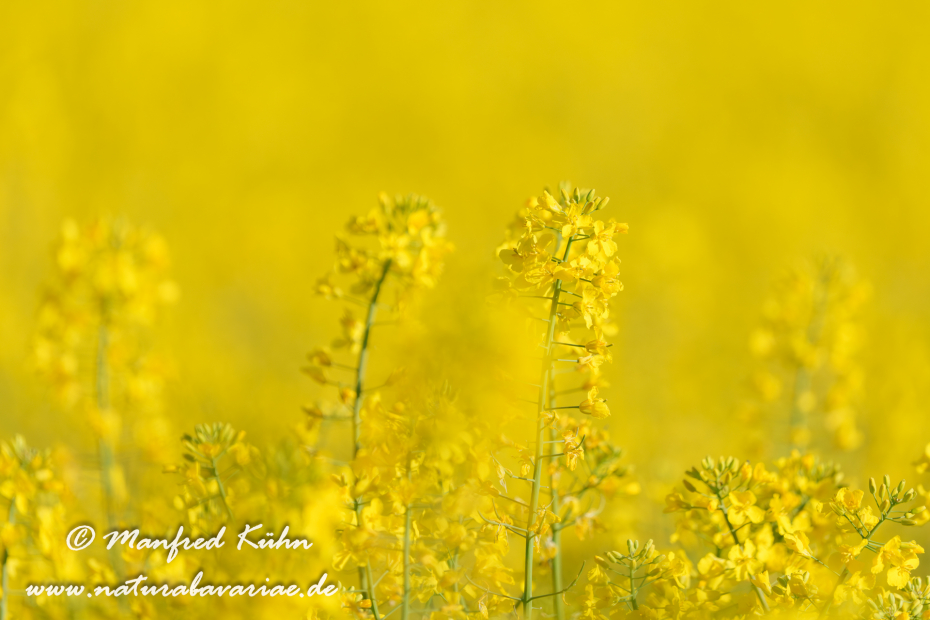 Raps ()_0055