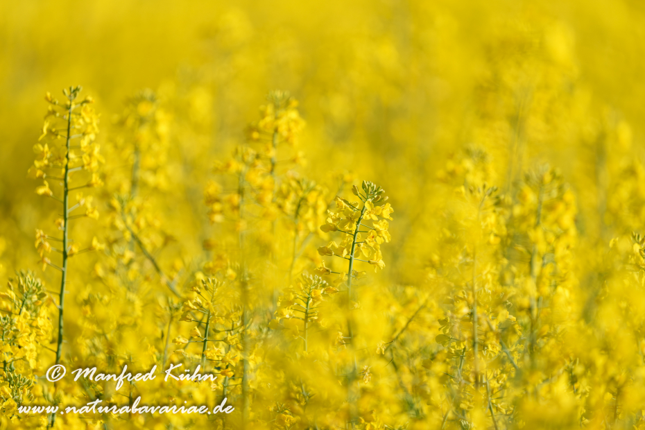Raps ()_0058