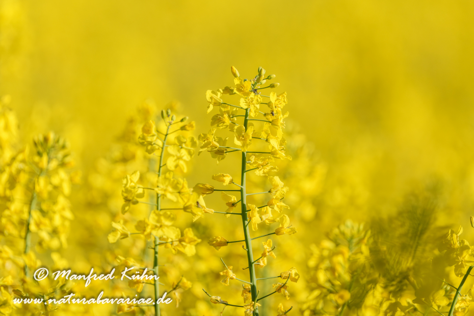 Raps ()_0060