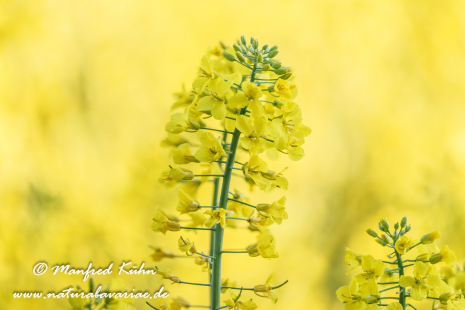 Raps ()_0063