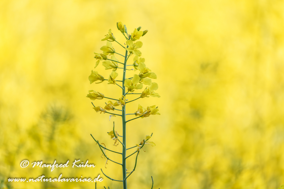 Raps ()_0066