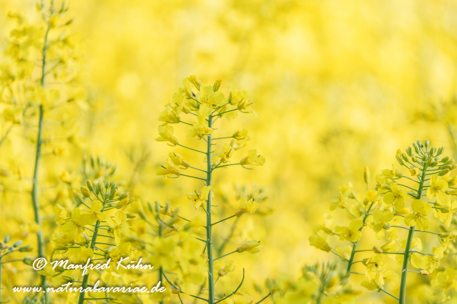 Raps ()_0068