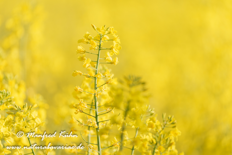 Raps ()_0069