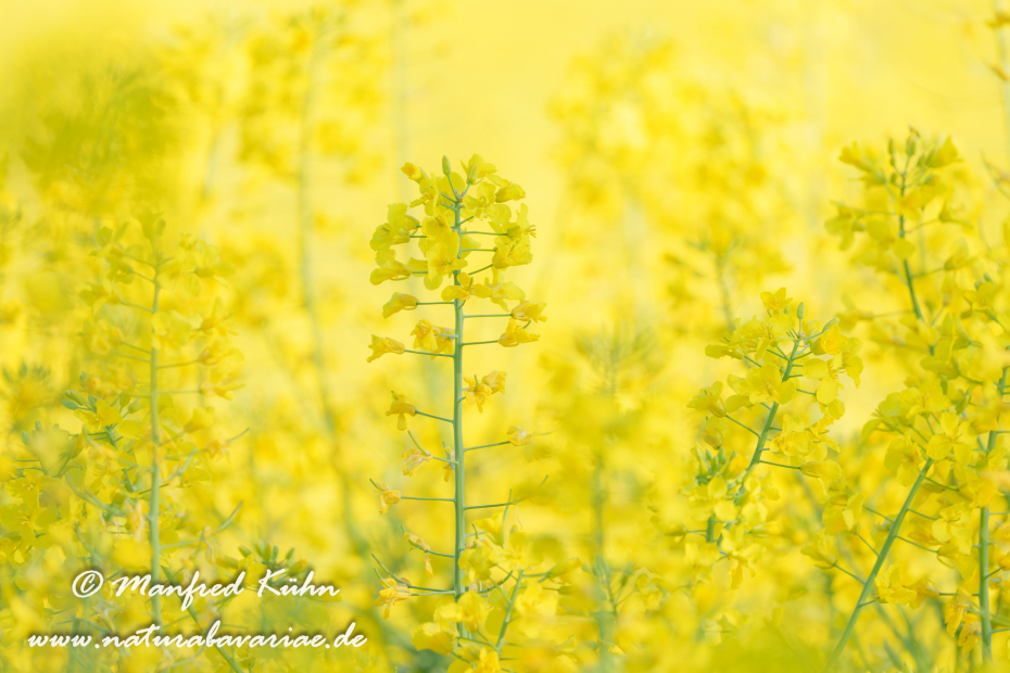 Raps ()_0071