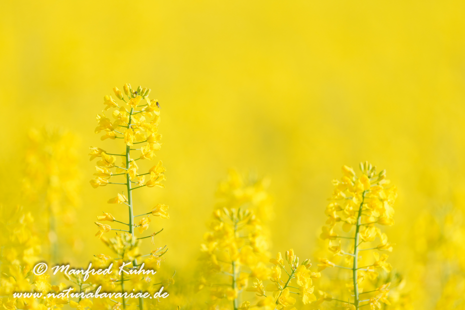 Raps ()_0080