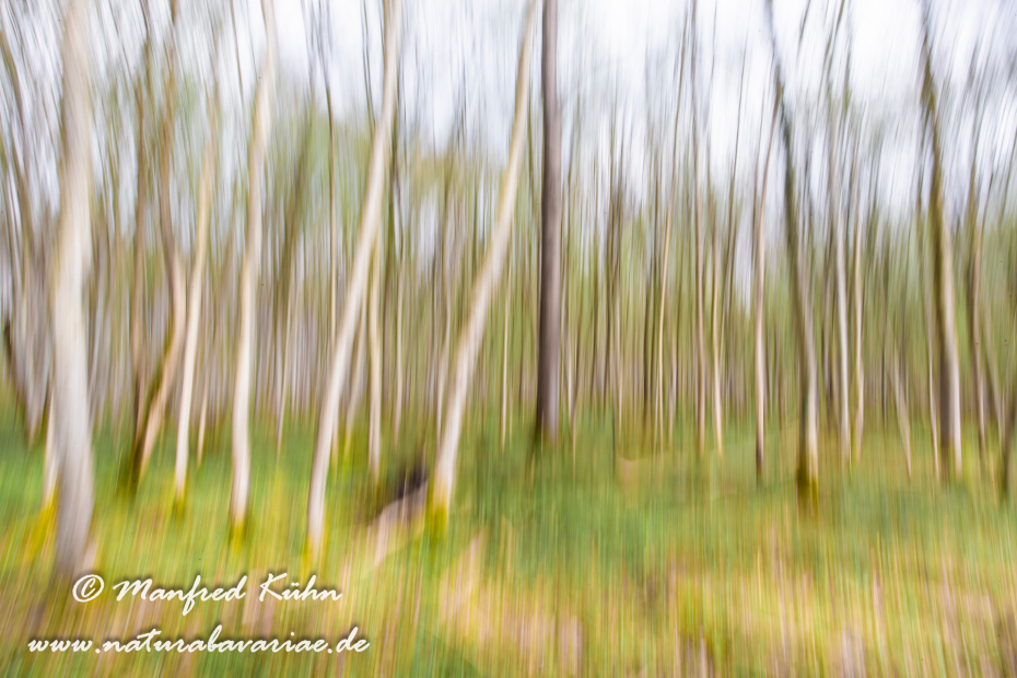 Wischer (Bäume)_0002
