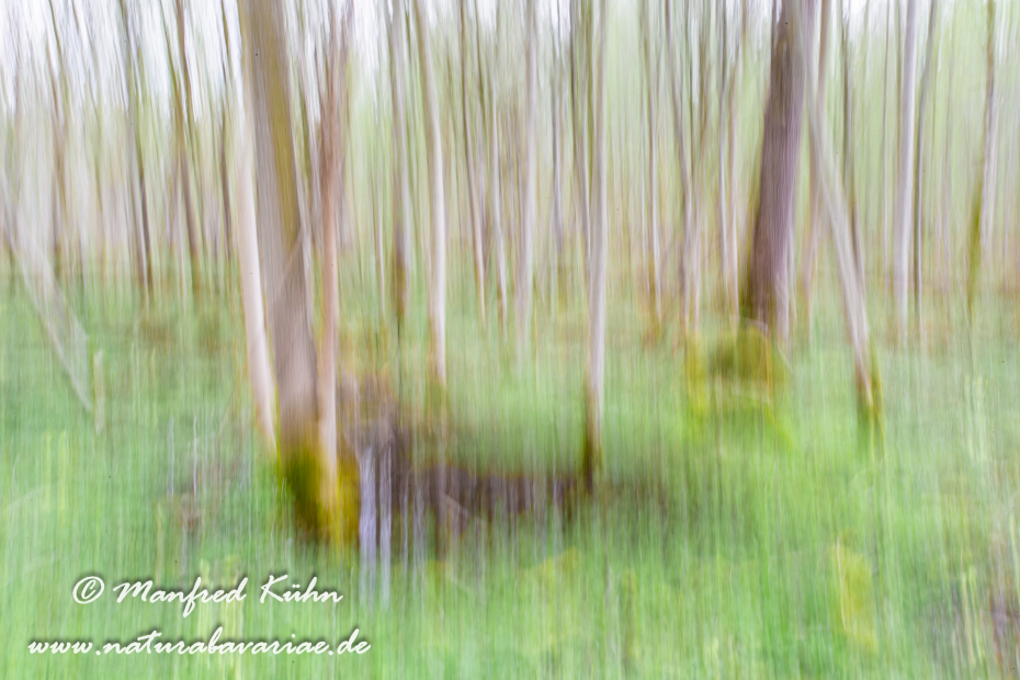 Wischer (Bäume)_0005